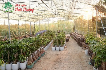 Nhà Vườn Thái Thường