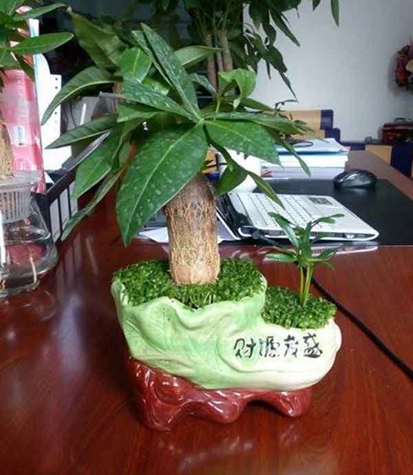 Cây để bàn