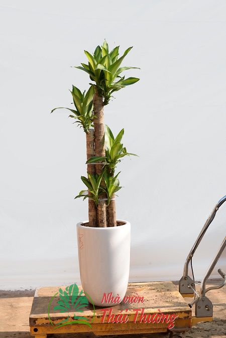 Thiết mộc lan - ghép 5 bom trung số 3
