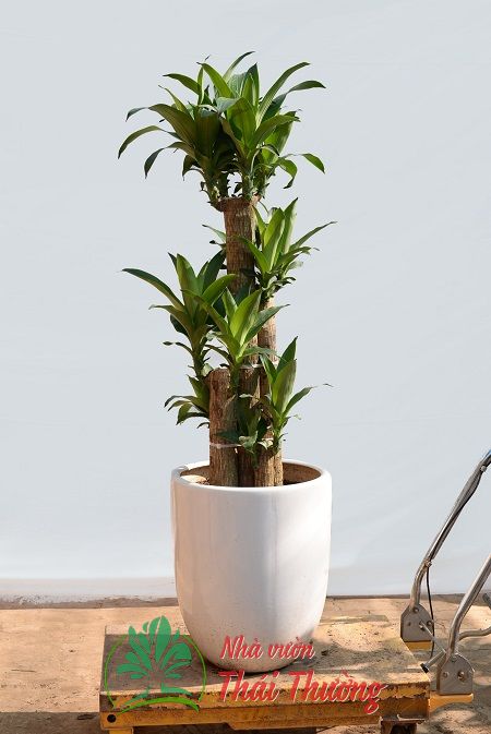 Thiết Mộc Lan - ghép 5 bom trung