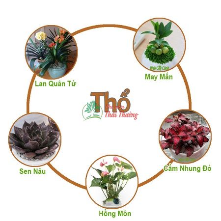 Chọn cây theo phong thủy