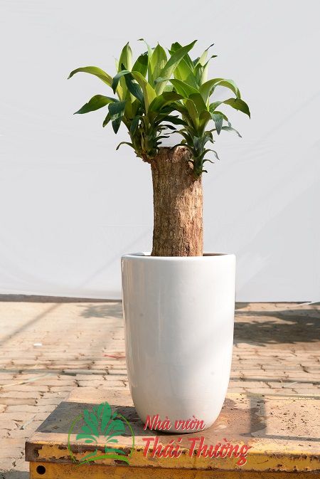 Thiết mộc lan - loại nhỏ