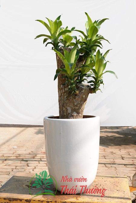 Thiết Mộc Lan - Loại nhỏ