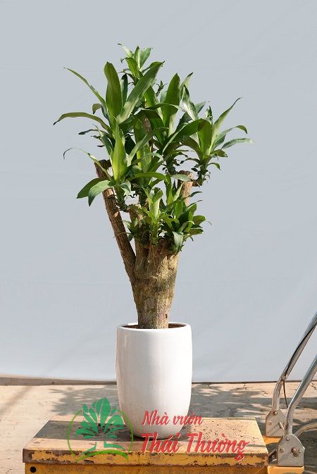 Thiết mộc lan - loại nhỏ