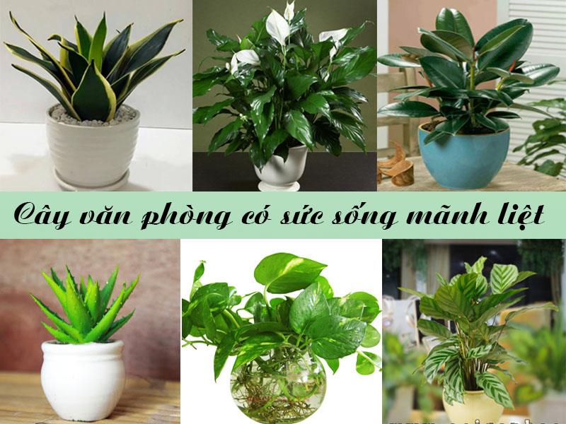 9 Loại cây nội thất – cây văn phòng thông dụng